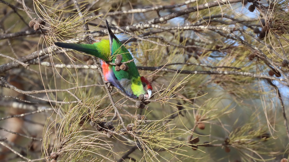 Red-capped Parrot - ML619430520