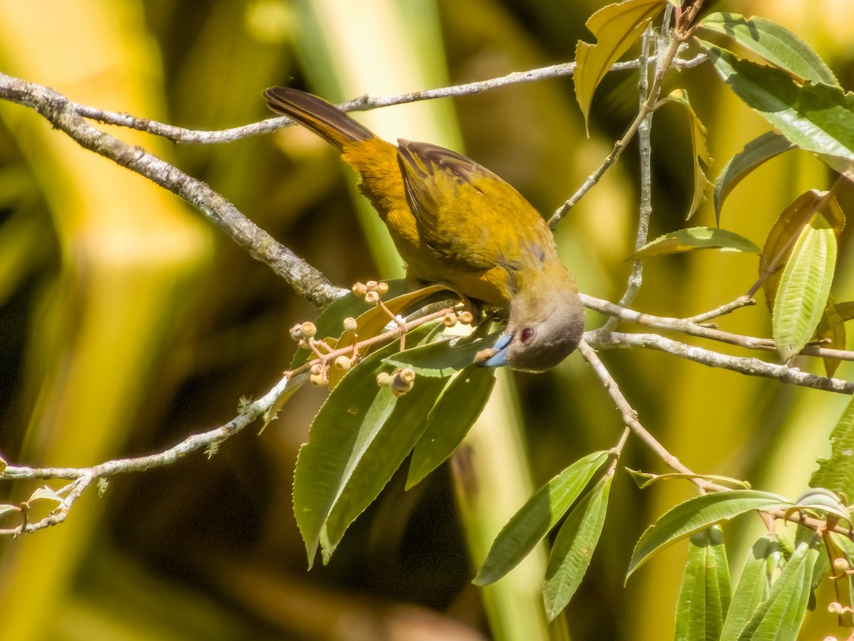 Scarlet-rumped Tanager (Passerini's) - ML619430525