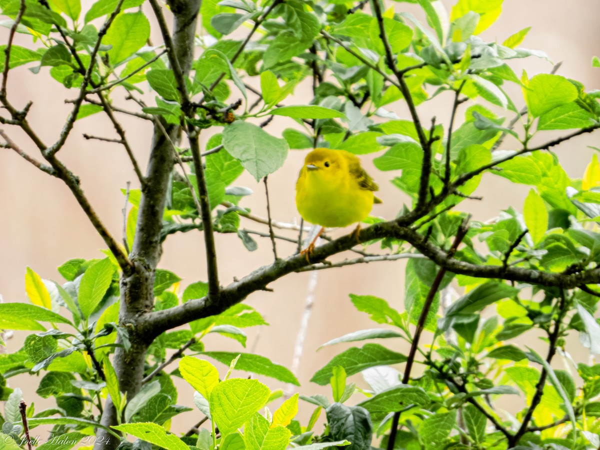 Yellow Warbler - ML619430534