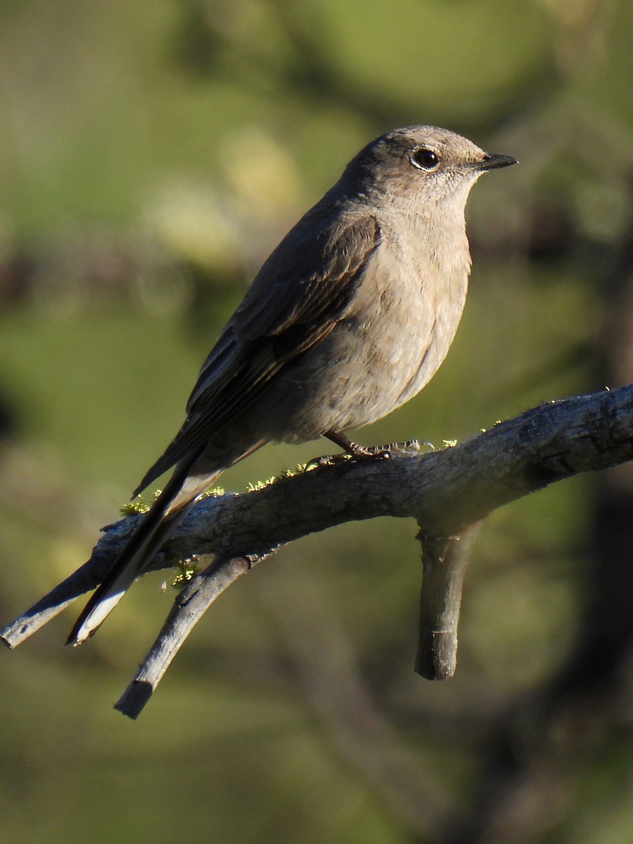 Townsend's Solitaire - ML619430540