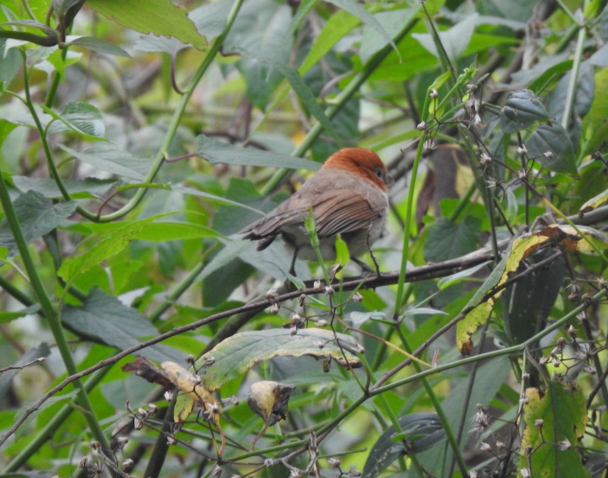White-breasted Parrotbill - ML619430547