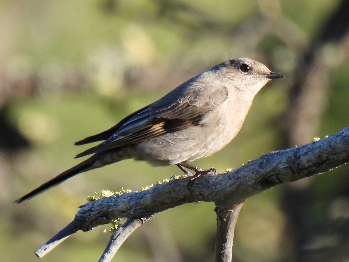 Townsend's Solitaire - ML619430554