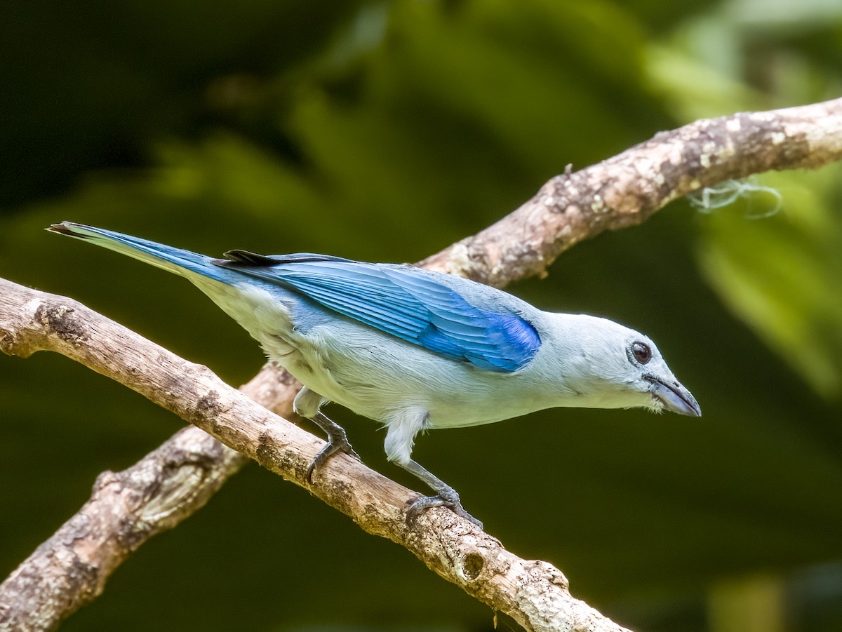 Blue-gray Tanager - ML619430568