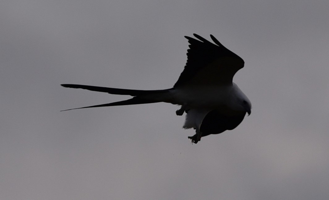 Swallow-tailed Kite - ML619430592