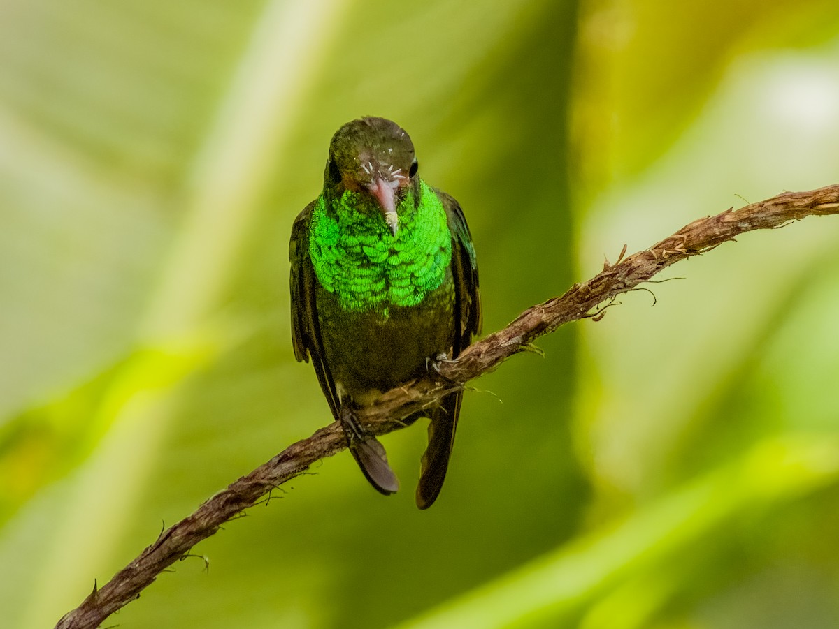 Rufous-tailed Hummingbird - ML619430594