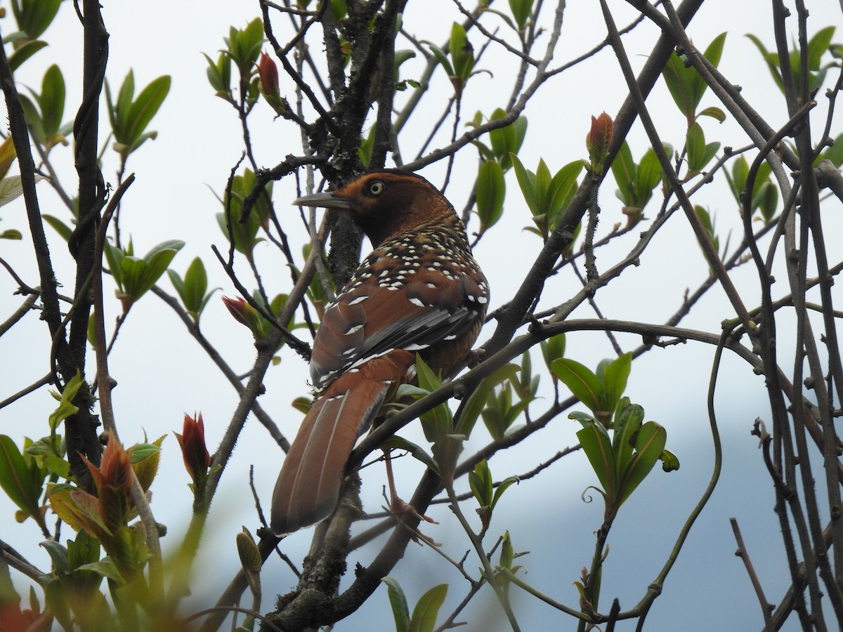 Spotted Laughingthrush - ML619430673