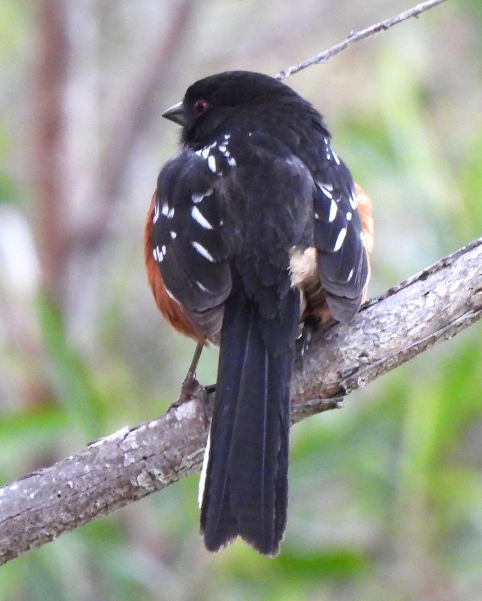 Spotted Towhee - ML619430688