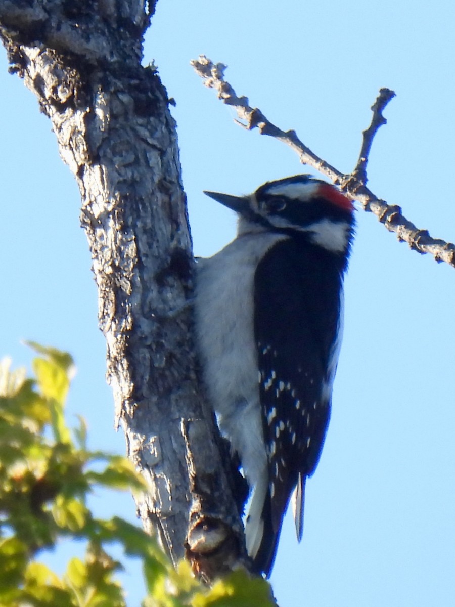 Downy Woodpecker - ML619430693