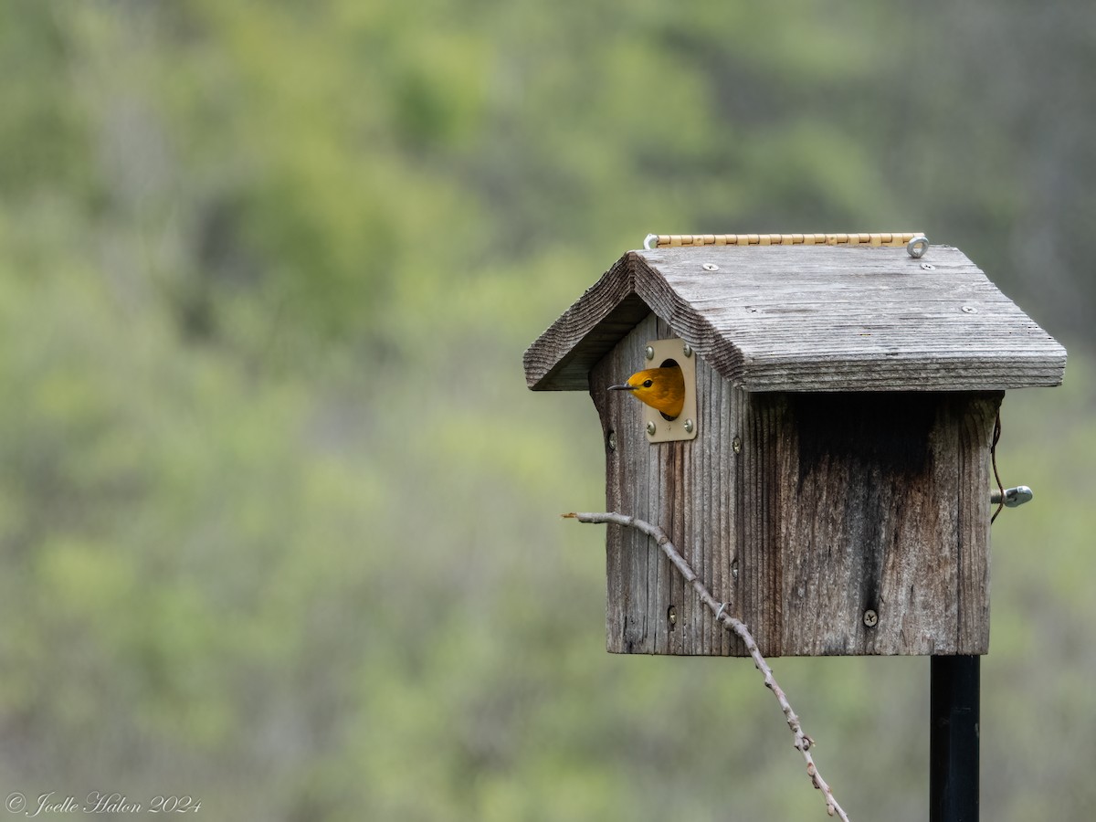 Prothonotary Warbler - ML619430702