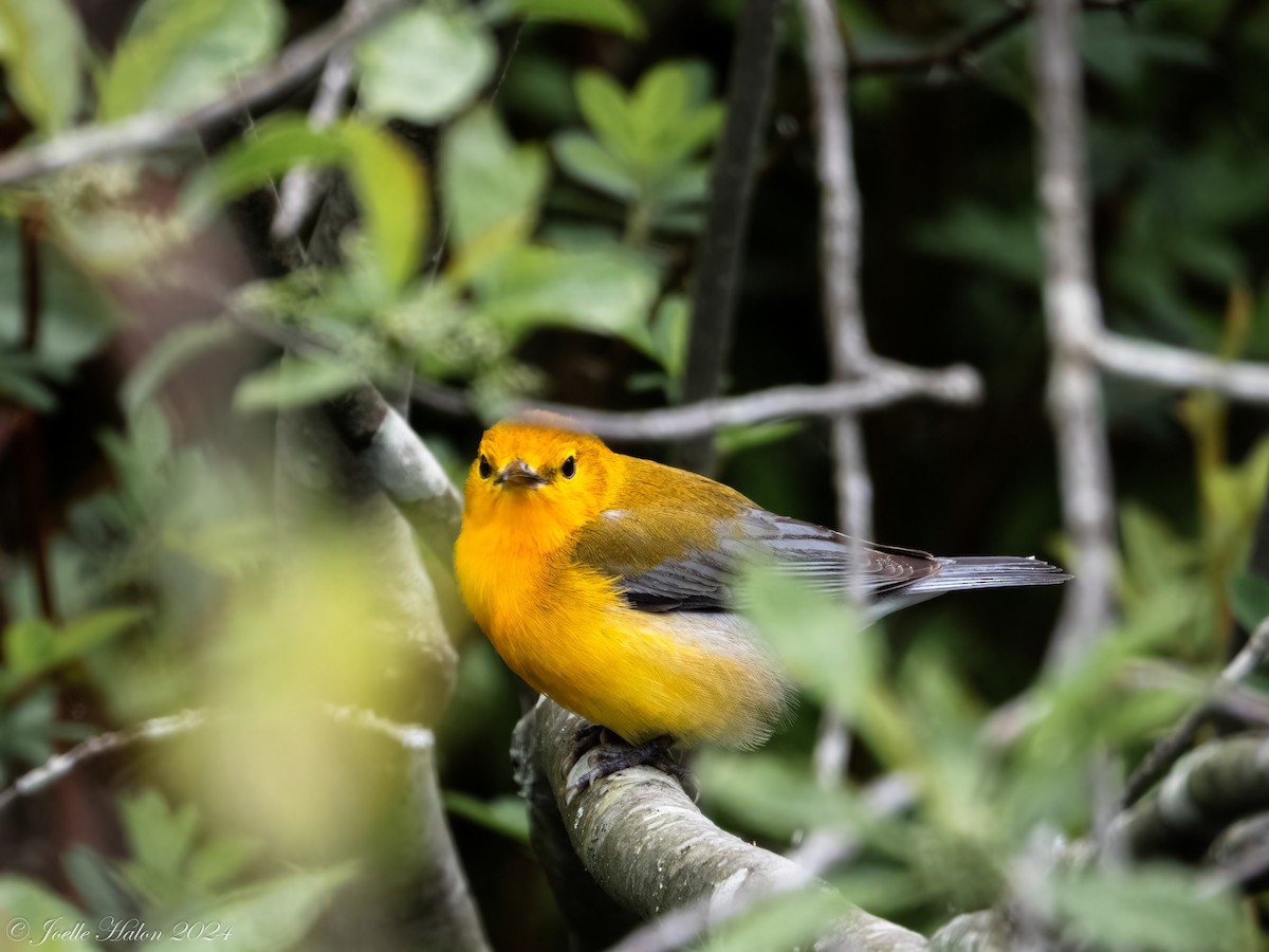 Prothonotary Warbler - ML619430704