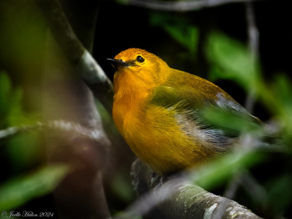 Prothonotary Warbler - ML619430705