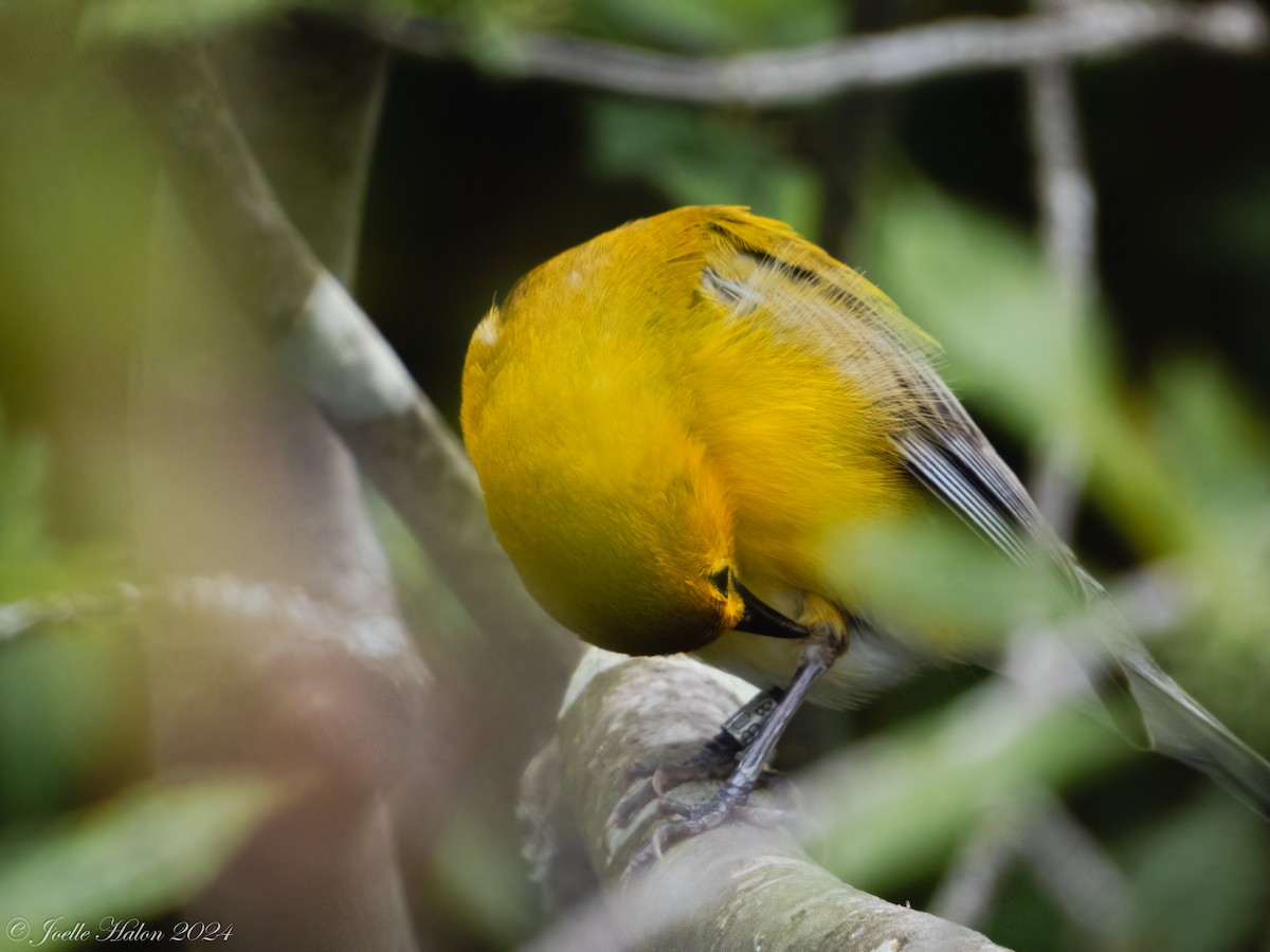 Prothonotary Warbler - ML619430706