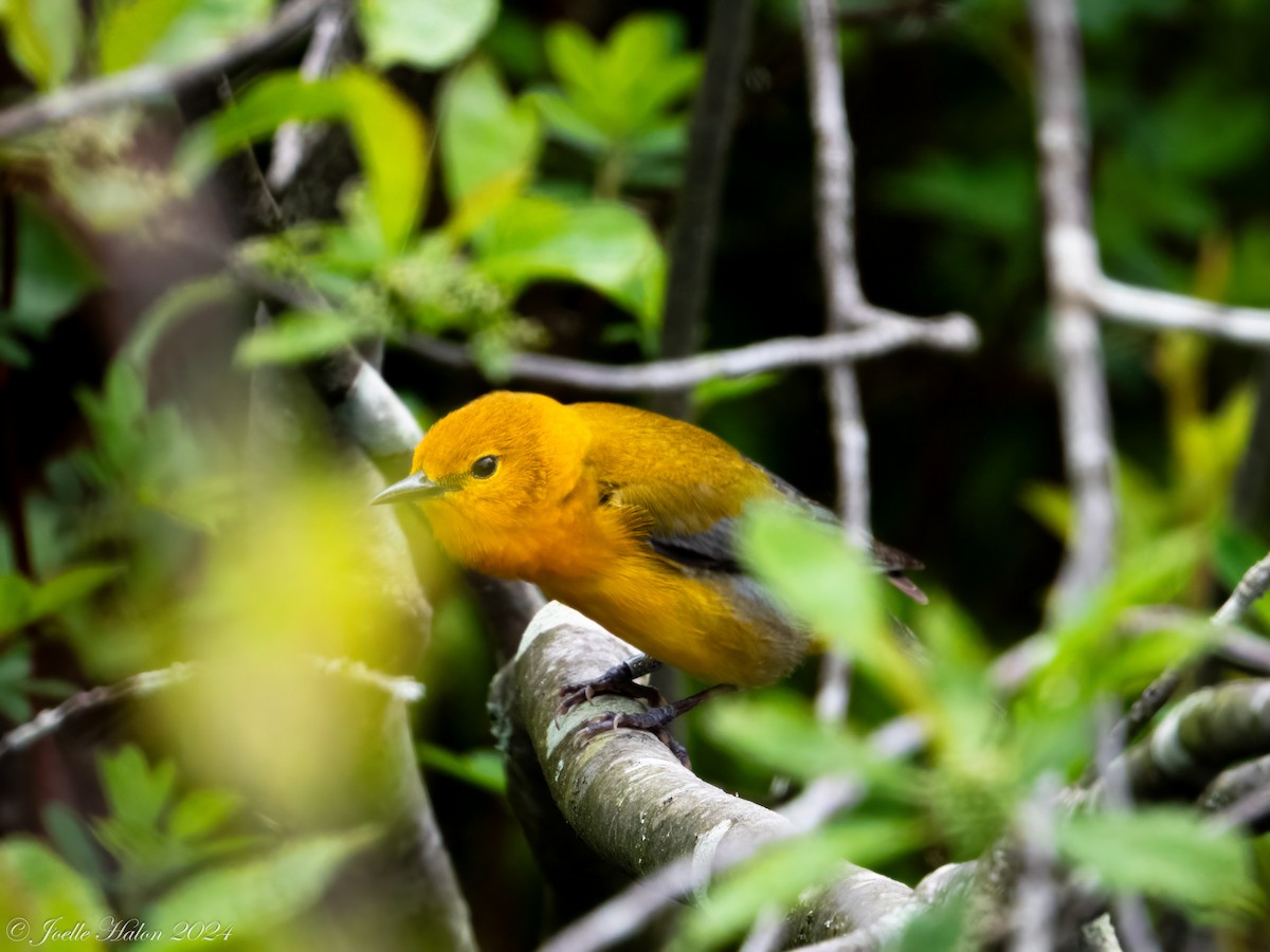 Prothonotary Warbler - ML619430707