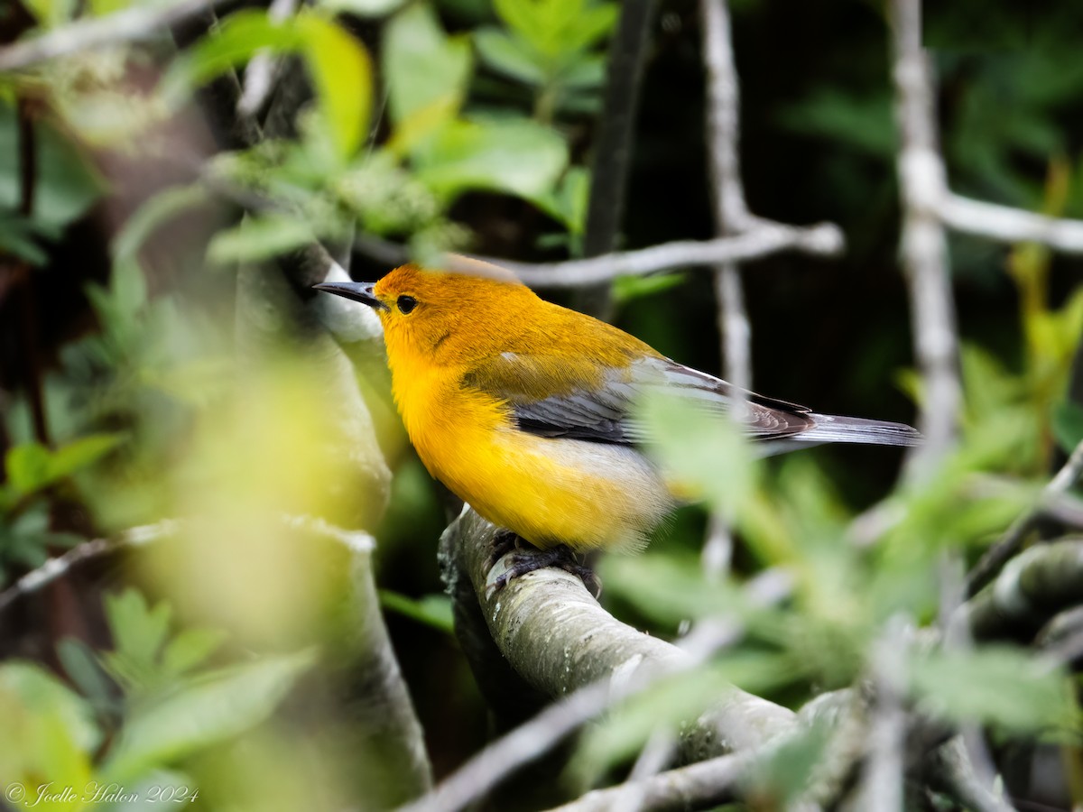 Prothonotary Warbler - ML619430708