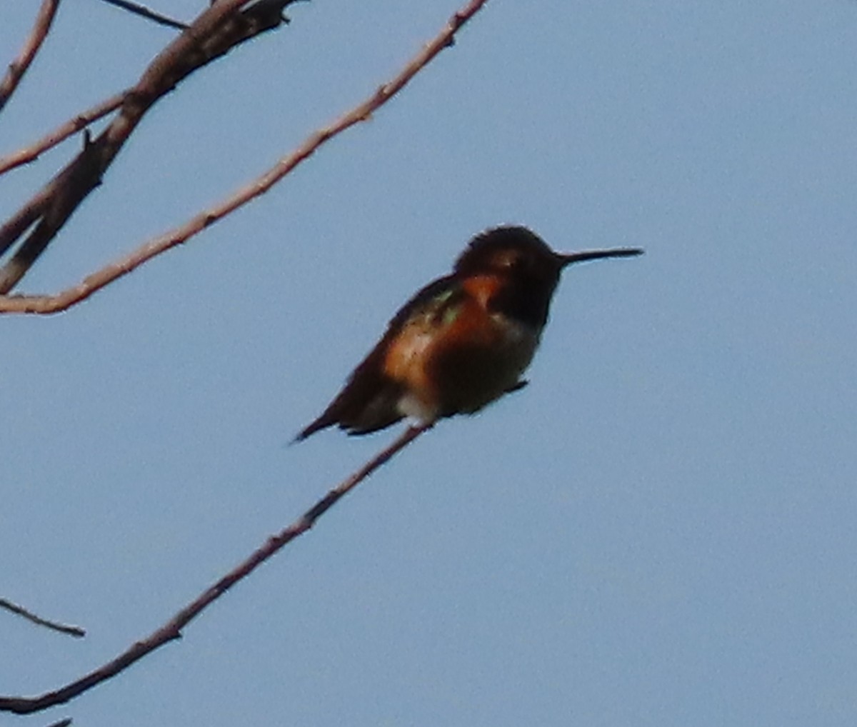 Rufous/Allen's Hummingbird - ML619430709