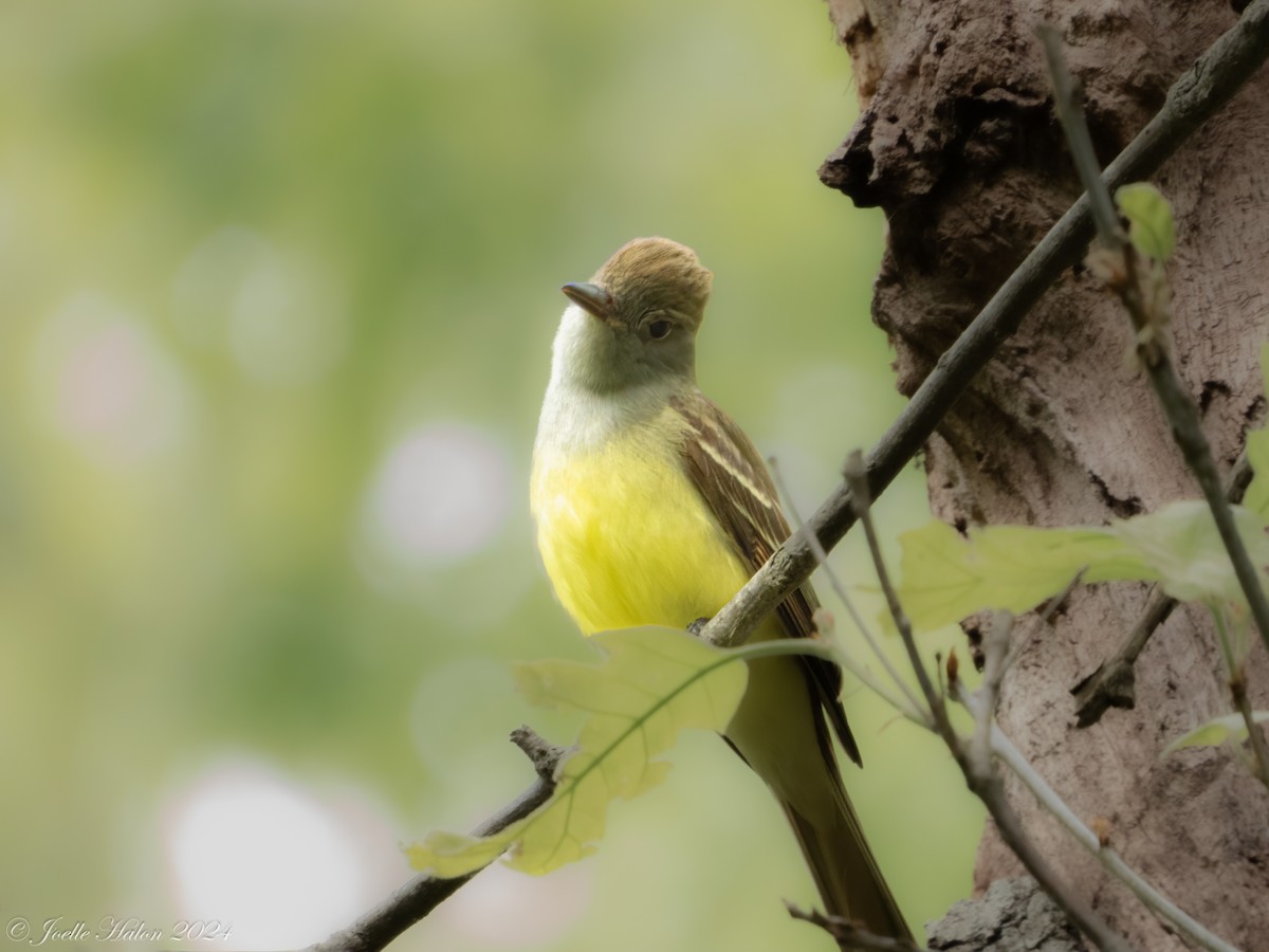 Great Crested Flycatcher - ML619430721