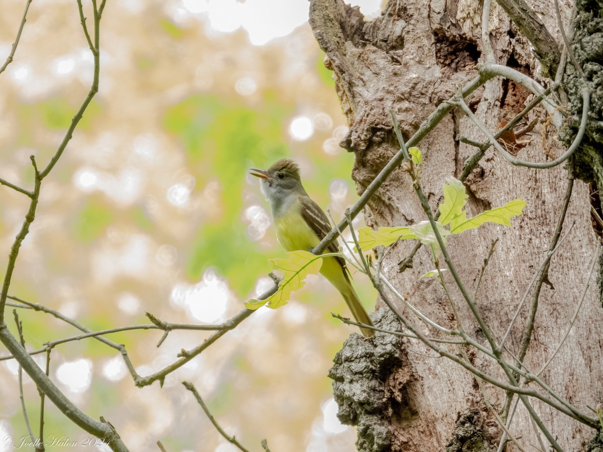 Great Crested Flycatcher - ML619430722