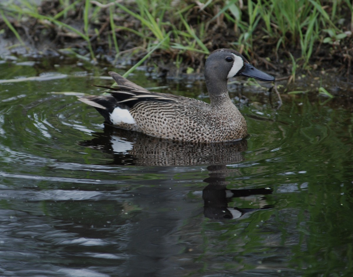 Blue-winged Teal - ML619430769