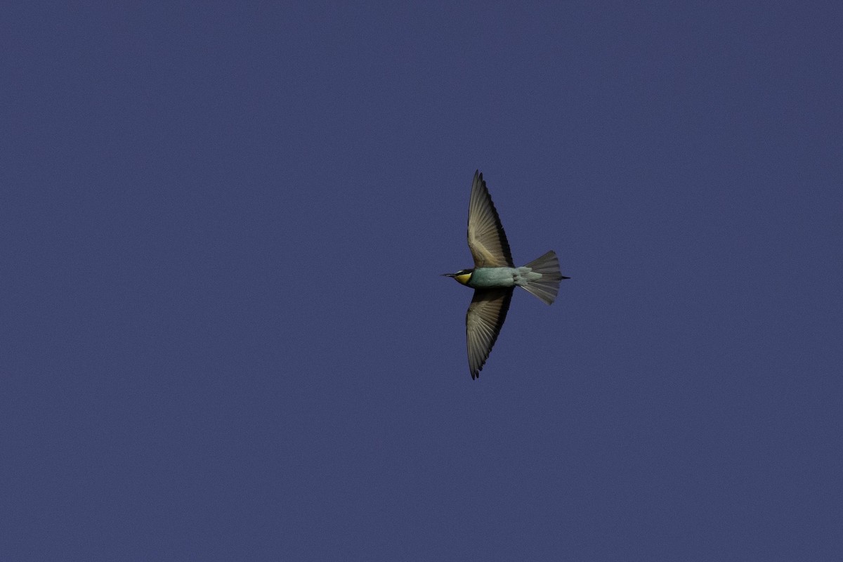 European Bee-eater - ML619430778