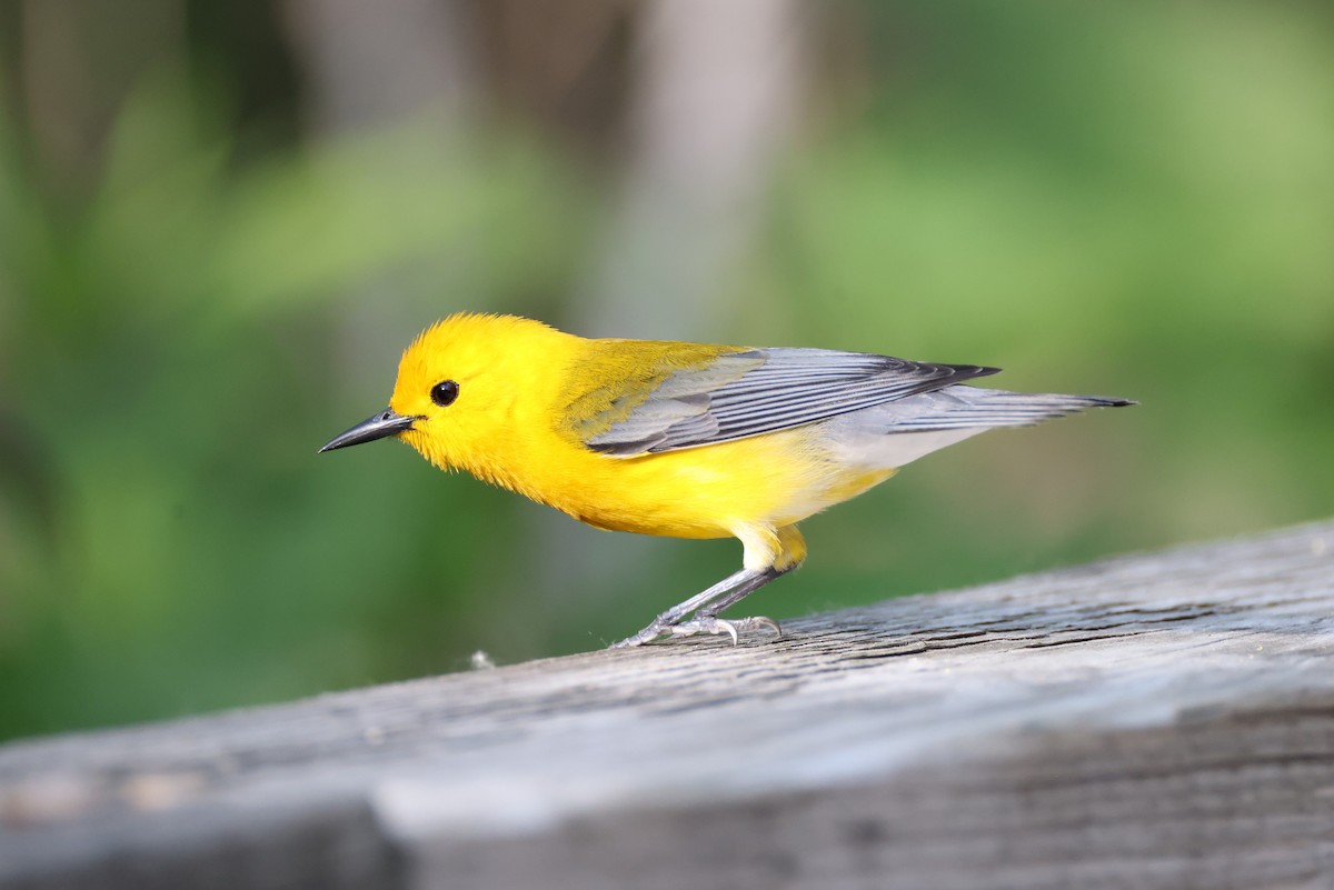 Prothonotary Warbler - ML619430800