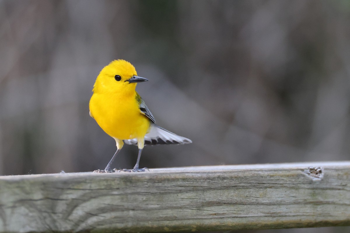 Prothonotary Warbler - ML619430801