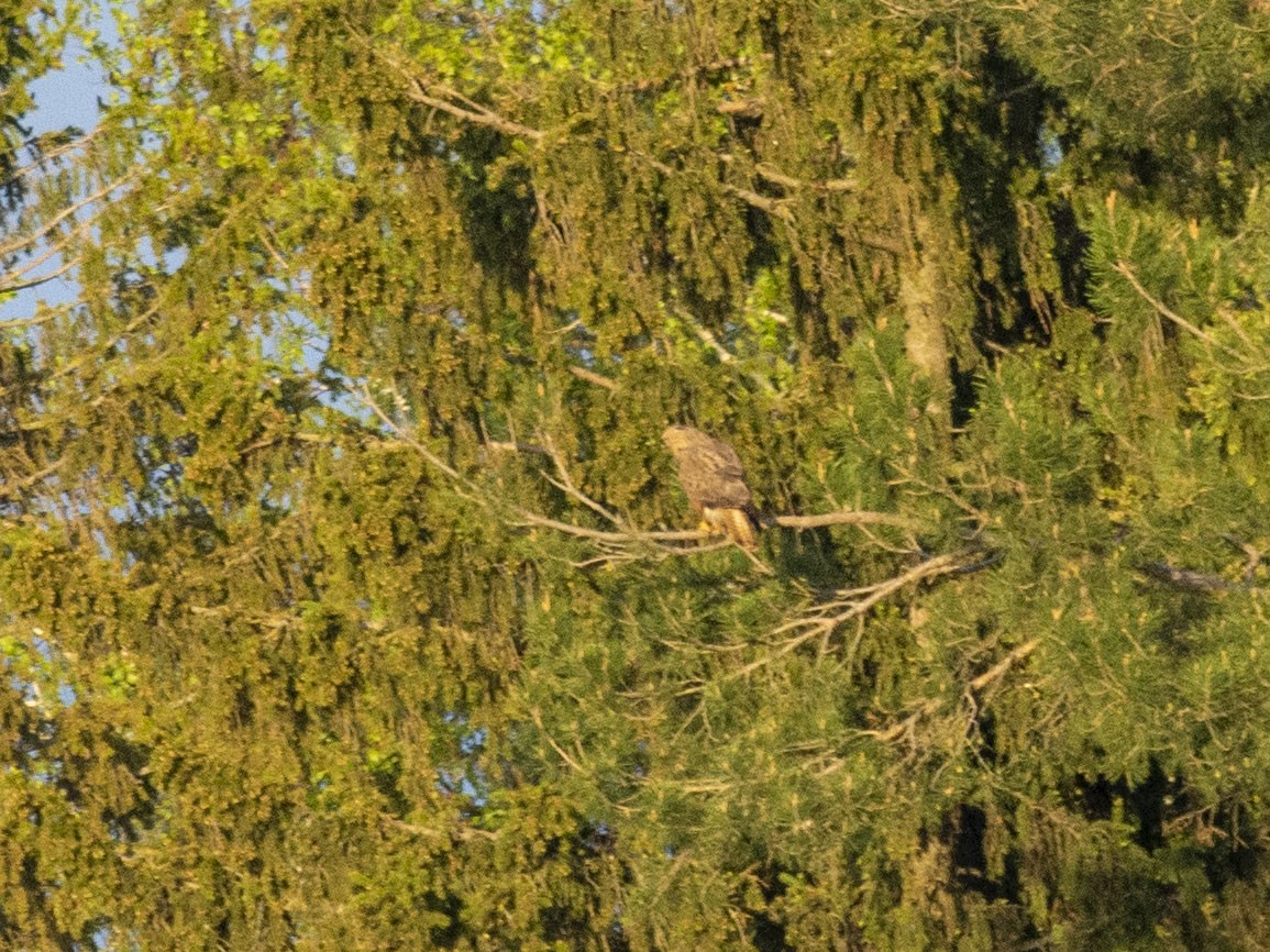 káně lesní (ssp. vulpinus/menetriesi) - ML619430815