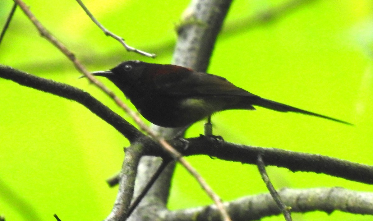 Black-throated Sunbird - ML619430832