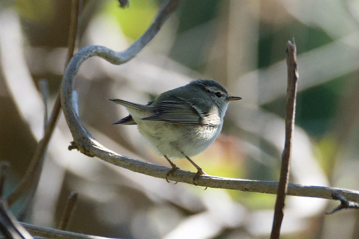 Yellow-browed Warbler - ML619430838