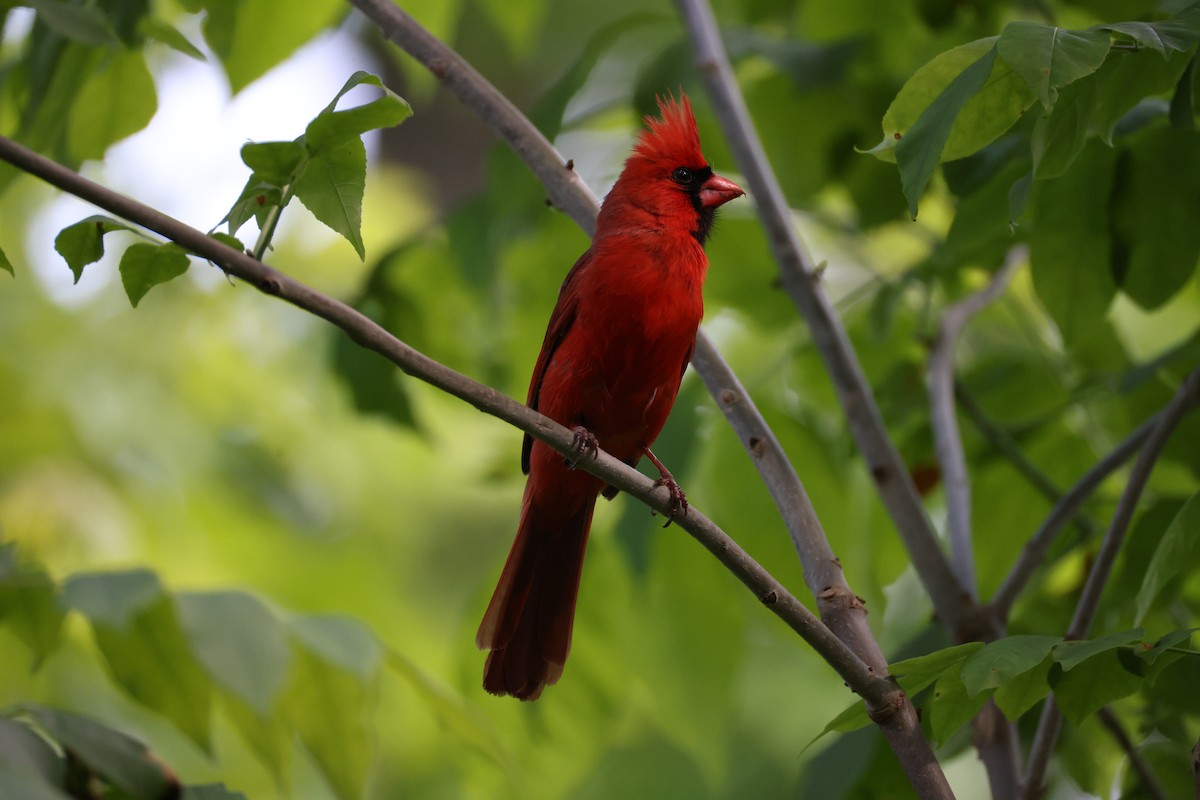 Cardinal rouge - ML619430847