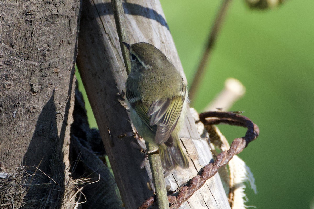 Yellow-browed Warbler - ML619430849