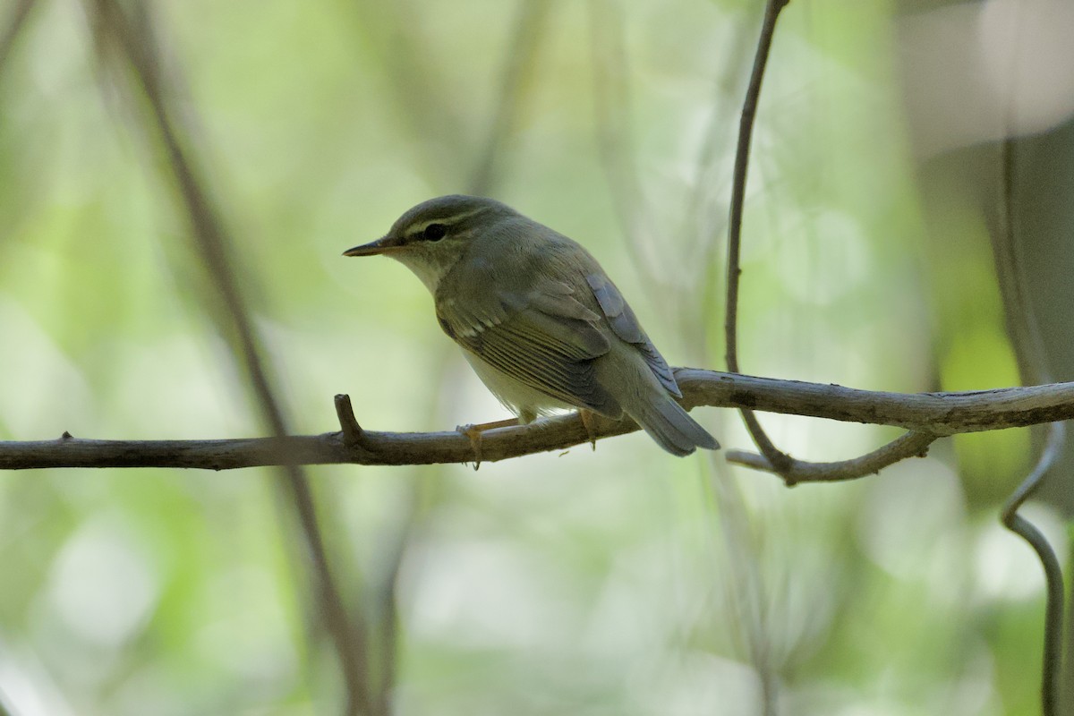 Yellow-browed Warbler - ML619430850
