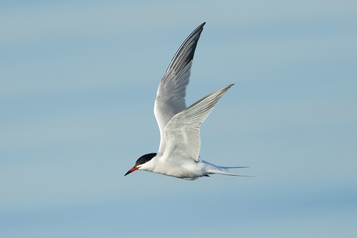Common Tern - ML619430857