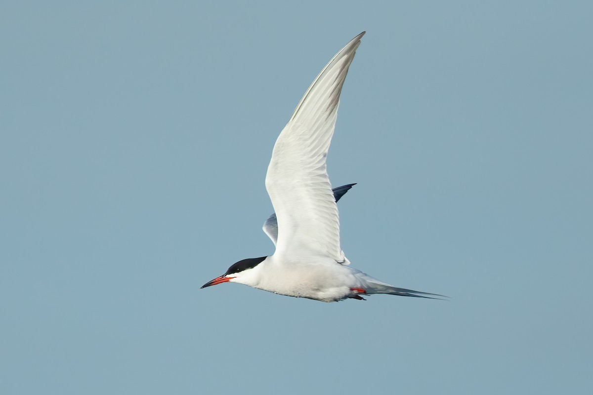 Common Tern - ML619430858