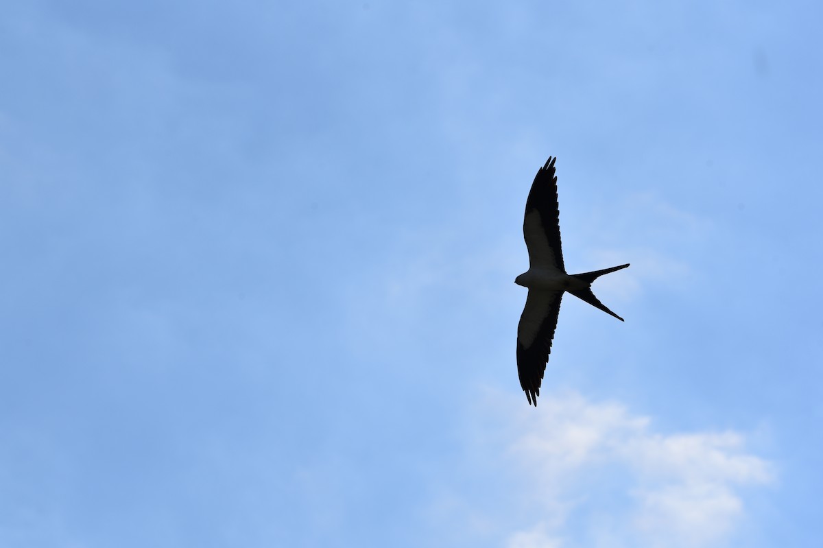 Swallow-tailed Kite - ML619430872