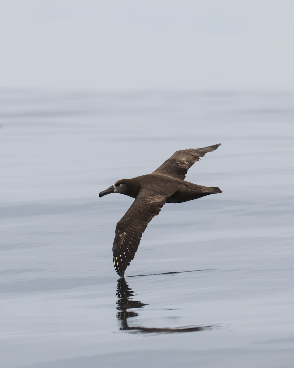 Albatros à pieds noirs - ML619430879