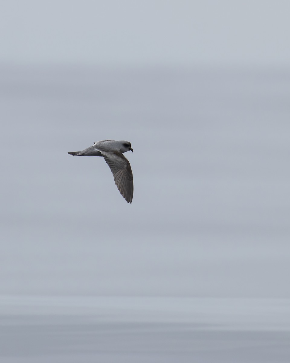 Fork-tailed Storm-Petrel - ML619430891
