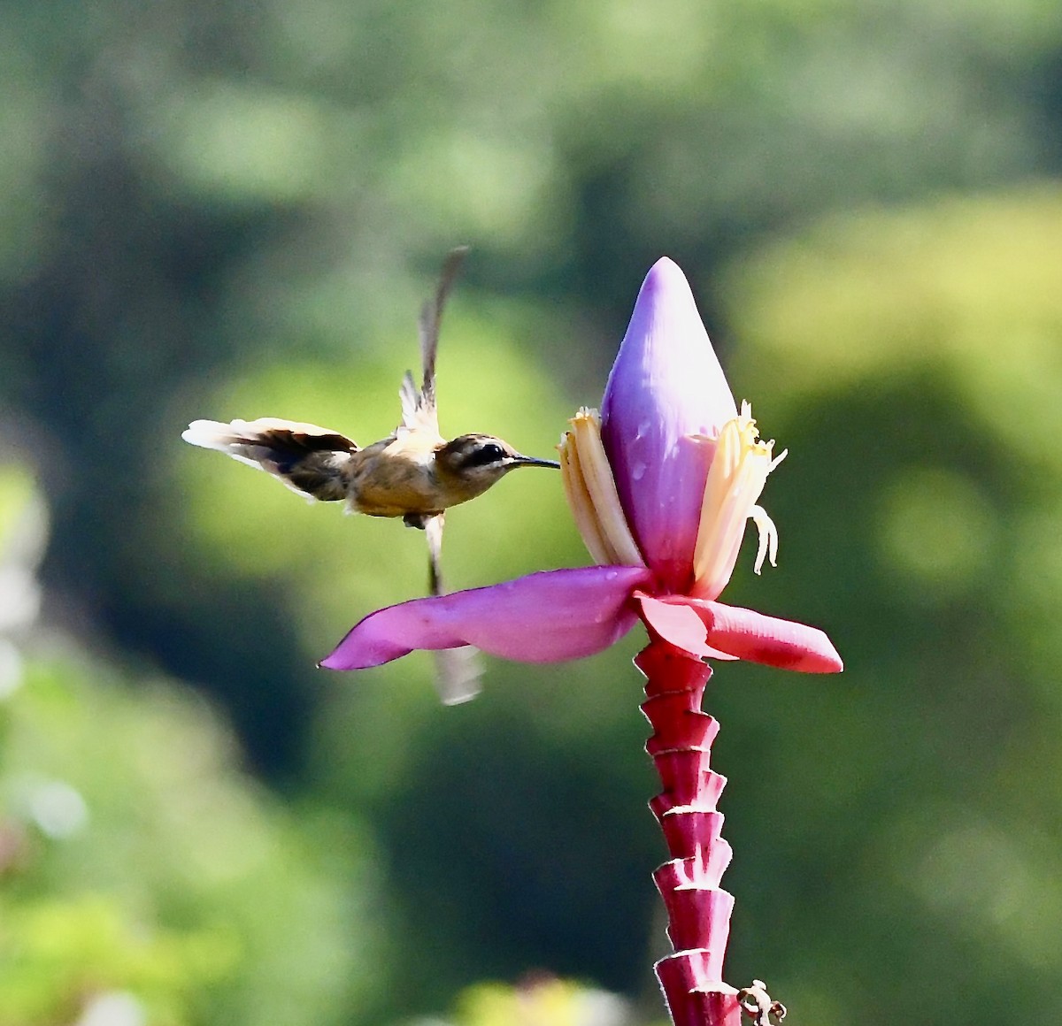 kolibřík proužkohrdlý - ML619430907