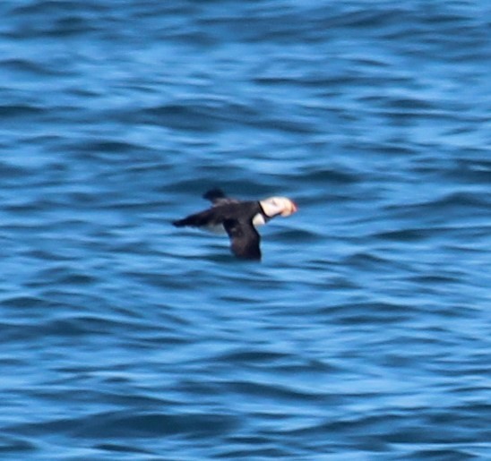 Horned Puffin - ML619430926
