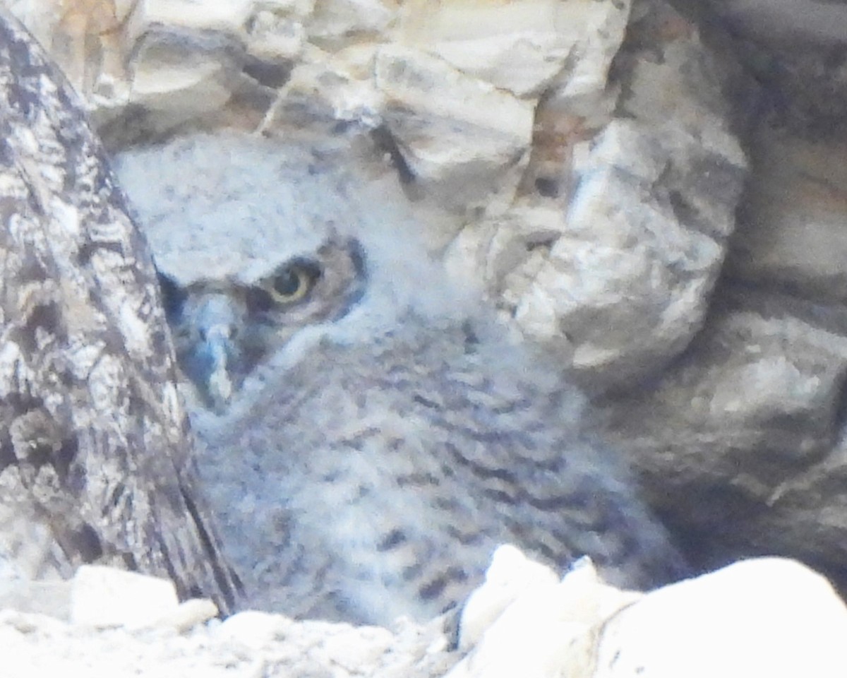 Great Horned Owl - ML619430952