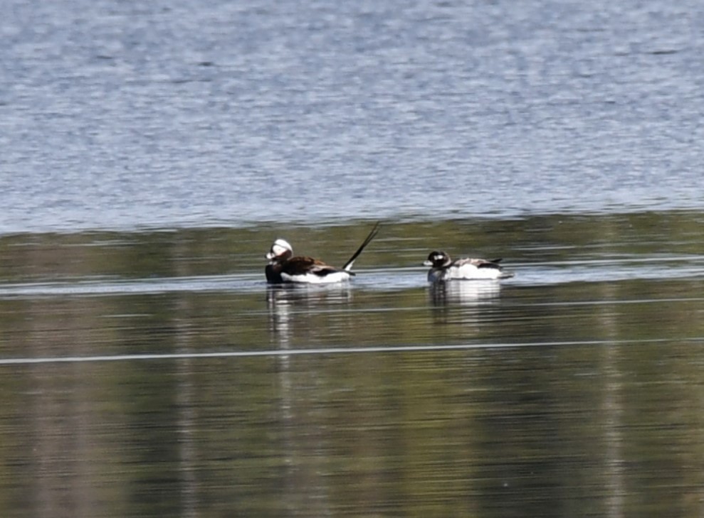 Long-tailed Duck - ML619430972