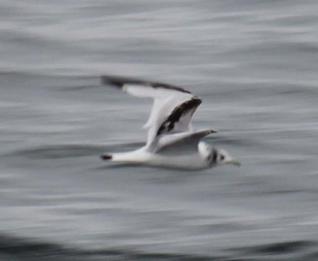 Mouette tridactyle - ML619431008