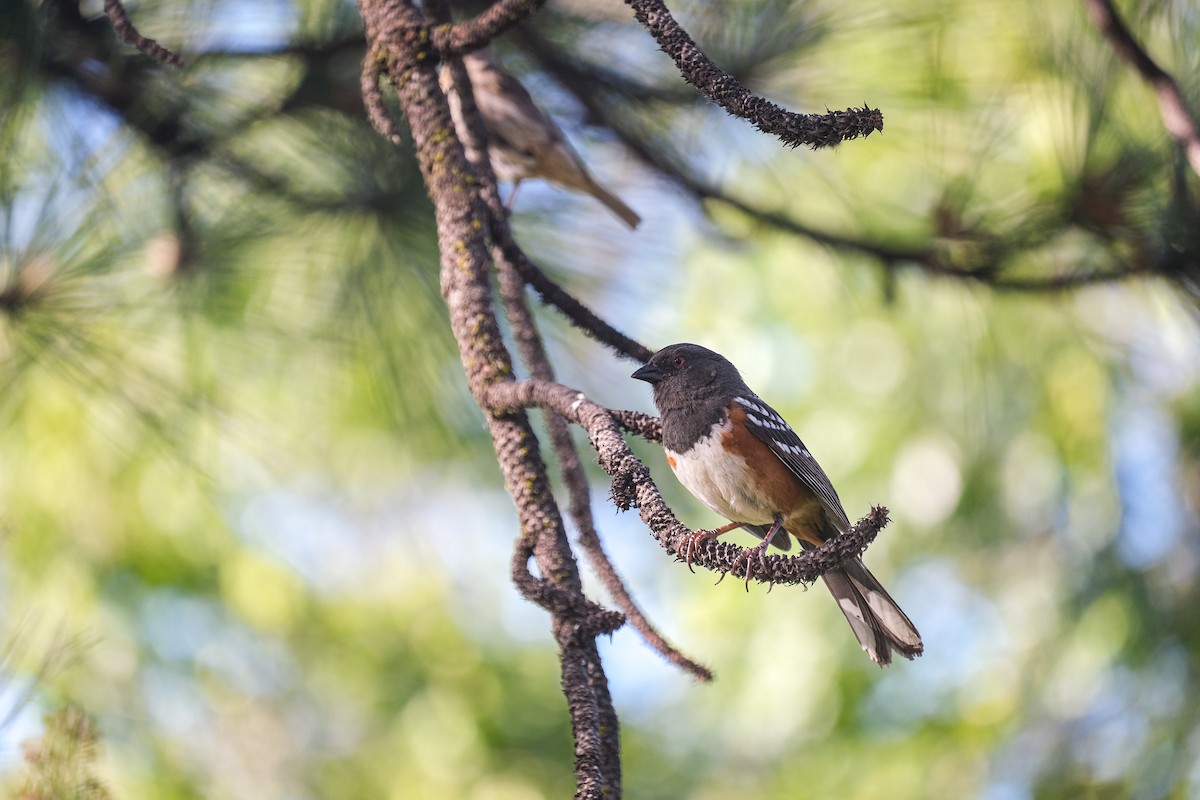 Spotted Towhee - ML619431024