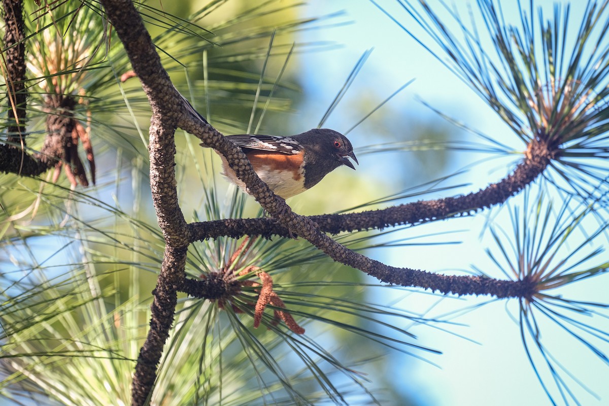 Spotted Towhee - ML619431025