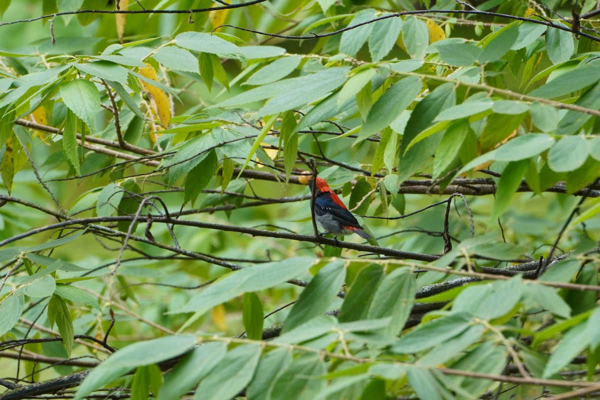 Scarlet-backed Flowerpecker - ML619431027