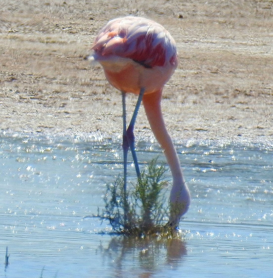 Şili Flamingosu - ML619431056