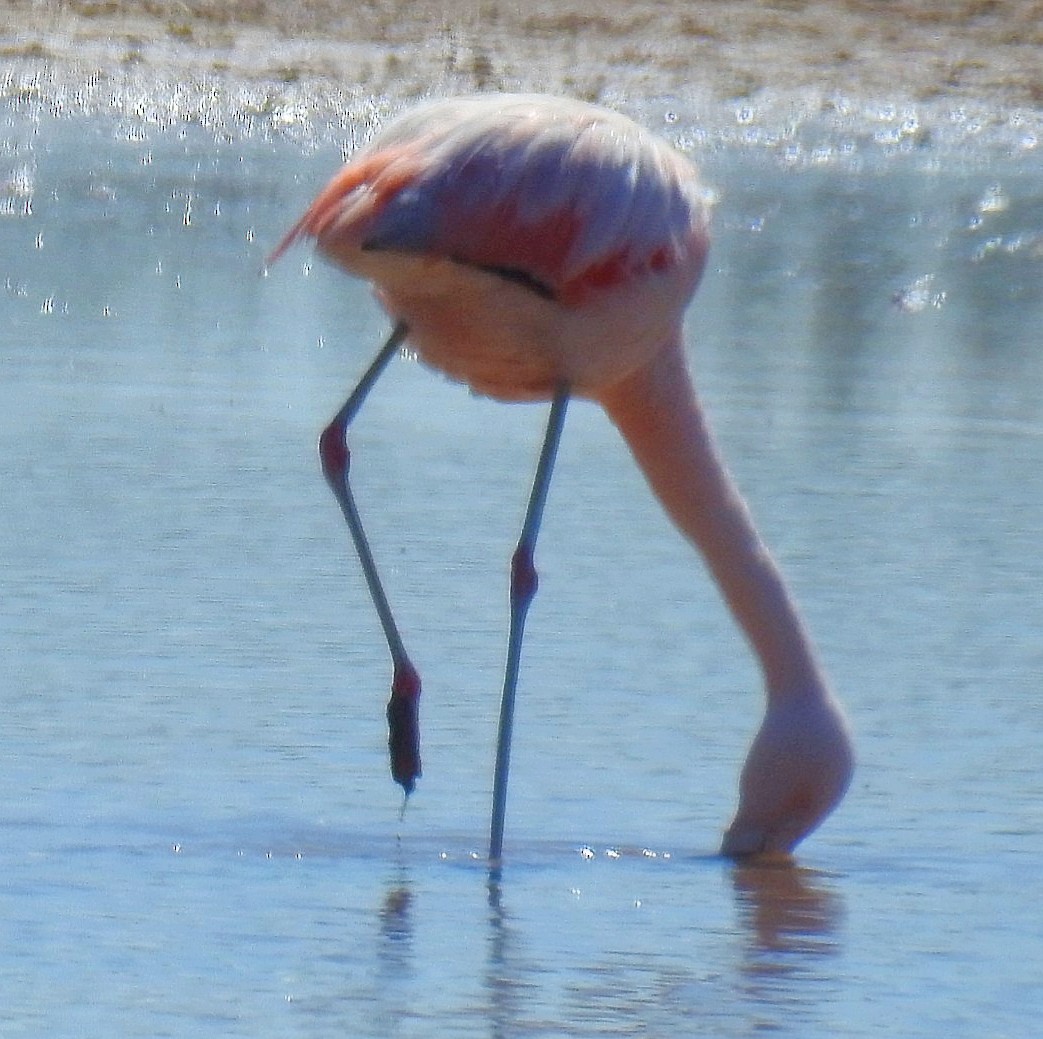 Чилийский фламинго - ML619431059