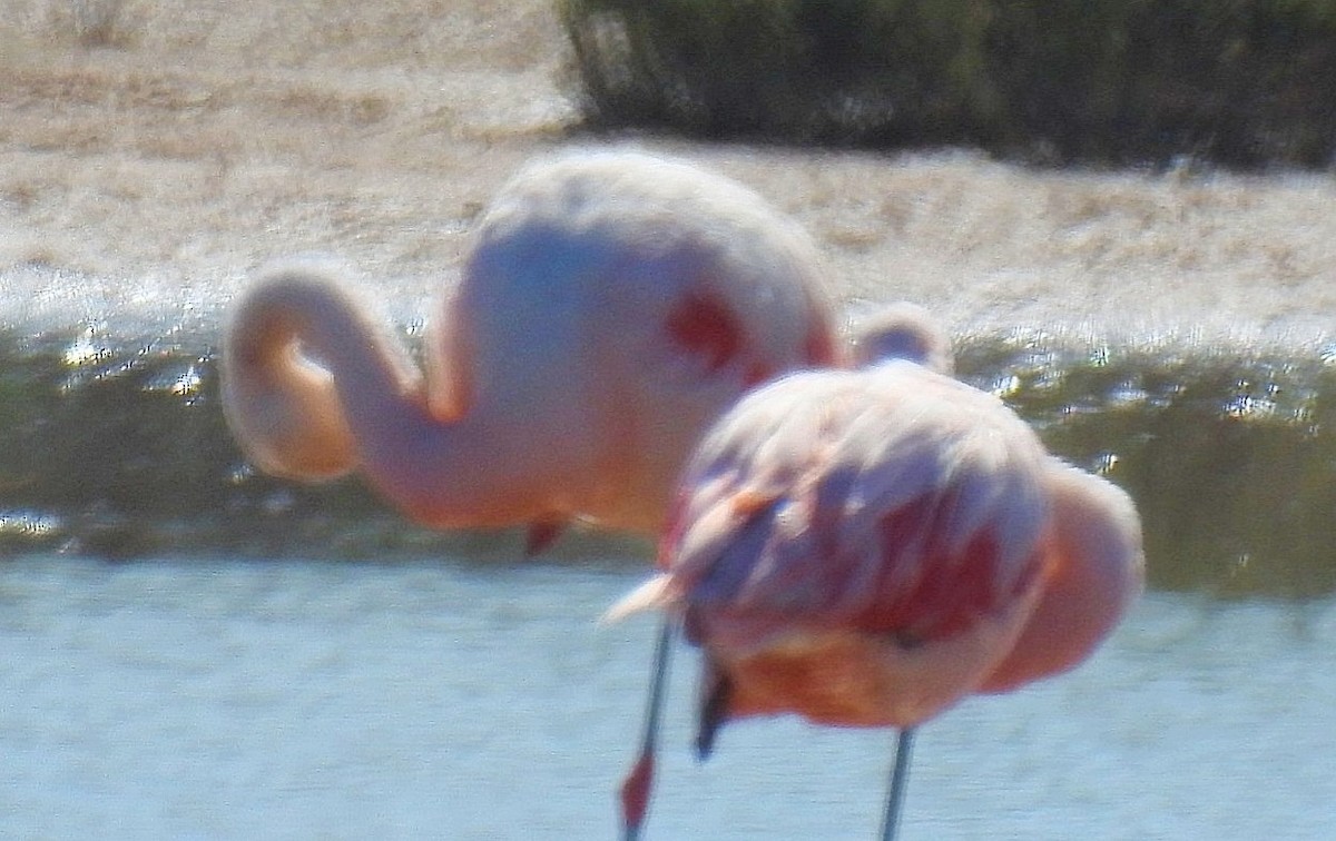 Чилийский фламинго - ML619431061