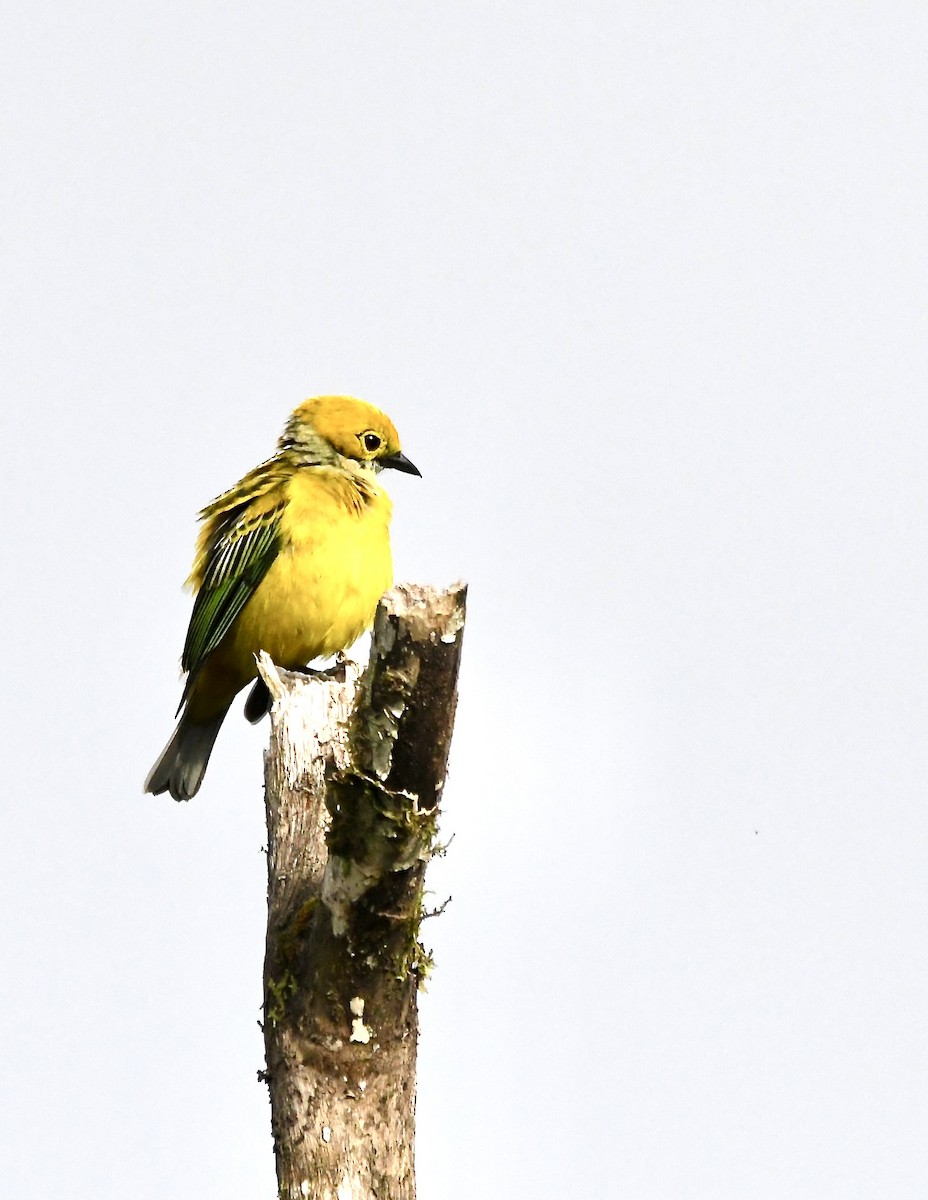 Silver-throated Tanager - ML619431119