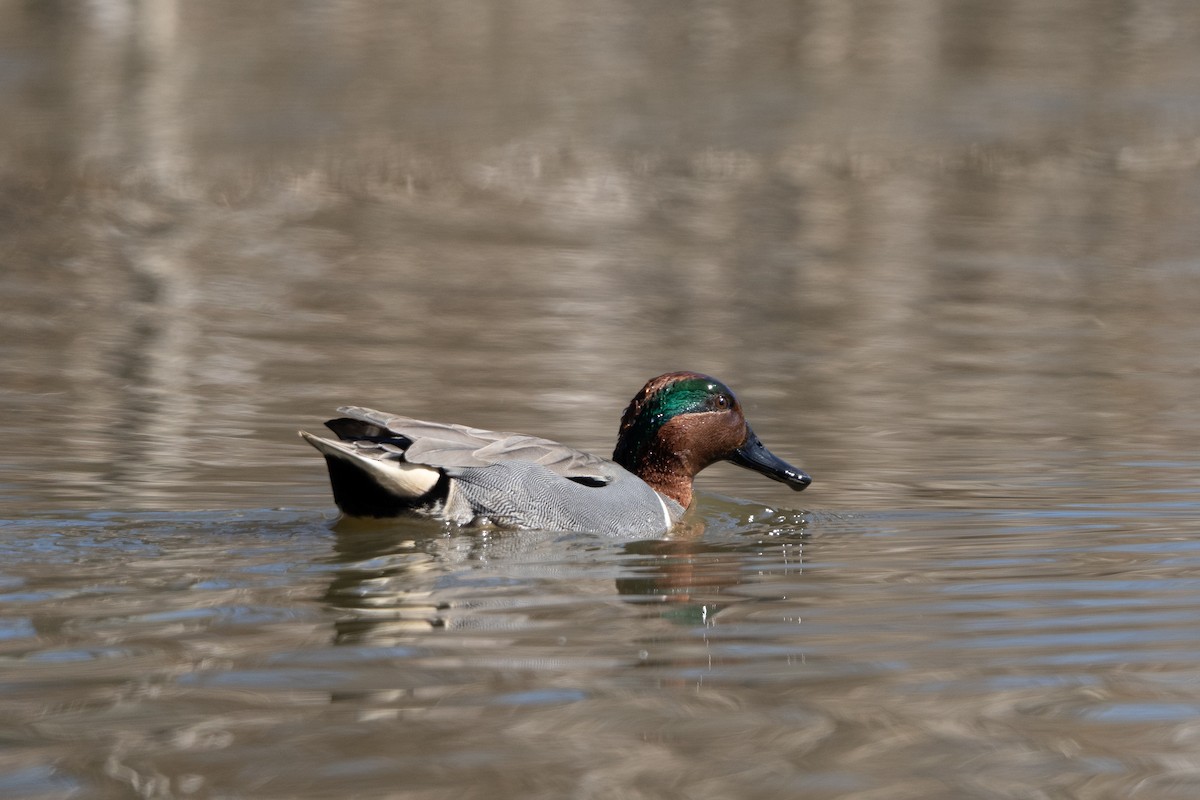 Green-winged Teal - ML619431121
