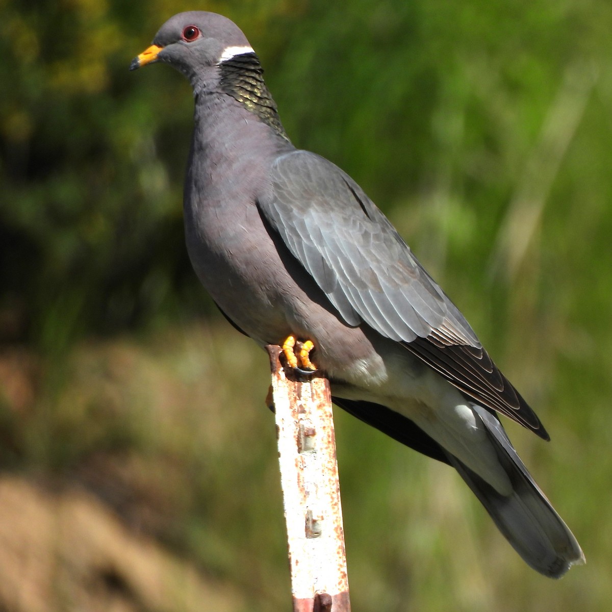 Band-tailed Pigeon - ML619431125